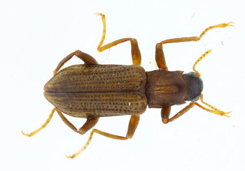 Réf. 310 309 : Stenelmis consobrina